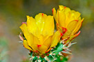 cactus-yellow-flower-define-20