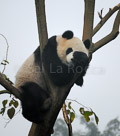 panda-in-tree