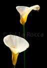 2-white-flowers-sale-image-2-whiter