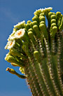 Cactus-arm-fixed