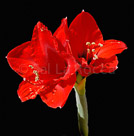 kathi-flower-pot-red