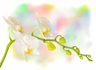 orchid-another-light-background-1