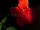 sun-lite-red-flower