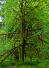 rain-forest-moss-tree-printed
